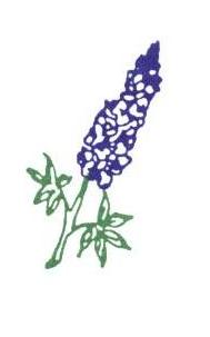Bluebonnet flipped