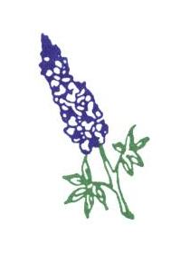 Bluebonnet